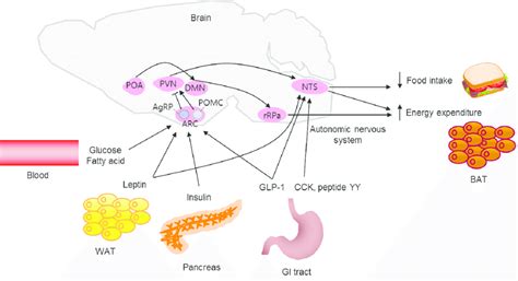 Model of brain regulation of energy metabolism. The brain integrates ...