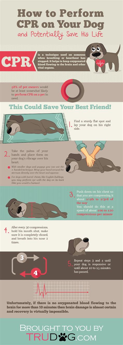 [Infographic] How to Perform CPR on Your Dog | Dog infographic, How to ...