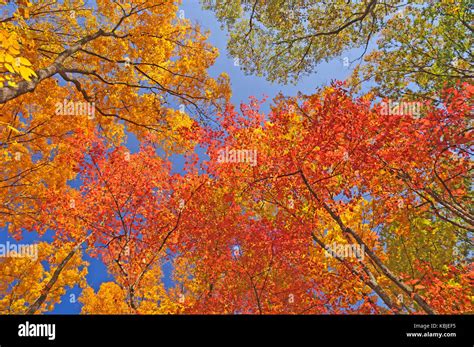 Fall Colors in Brown County State Park in Indiana Stock Photo - Alamy