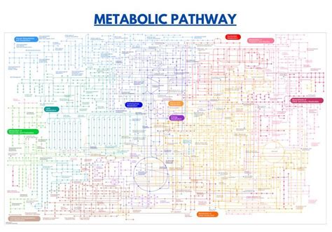 Metabolic pathway map Poster by ScienceStores | Science poster, Map ...