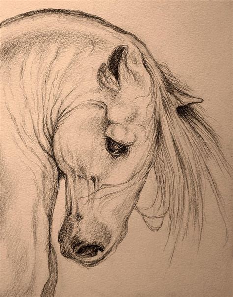 Sketch a beautiful being | Horse drawings, Horse art, Horse sketch