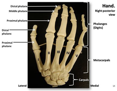 Bones of the hand, posterior view with labels - Appendicular Skeleton Visual Atlas, page 14 ...