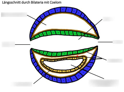 Bilateria mit Coelom - Längsschnitt Diagram | Quizlet