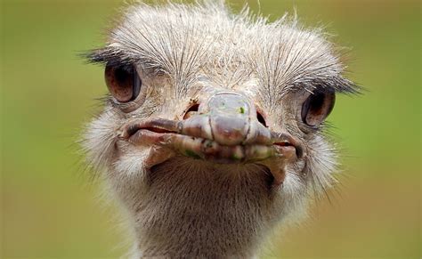 Funny Ostrich Jokes Funny ostrich mouth open | Funny Pictures Today