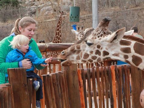 The Colorado Springs Zoo has a world class Giraffe exhibit that you cant miss. | Colorado ...