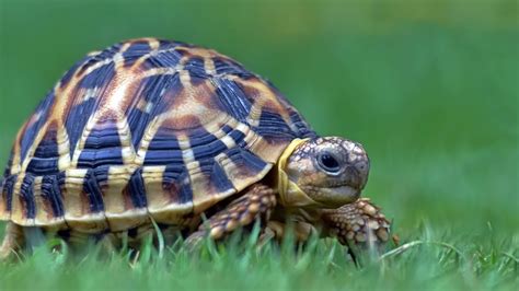 Indian Star Tortoise diet | The most detailed diet list for Indian Star Tortoise - YouTube