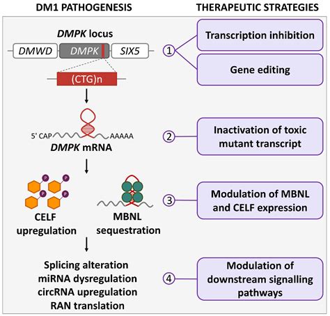 IJMS | Free Full-Text | Molecular Therapies for Myotonic Dystrophy Type 1: From Small Drugs to ...