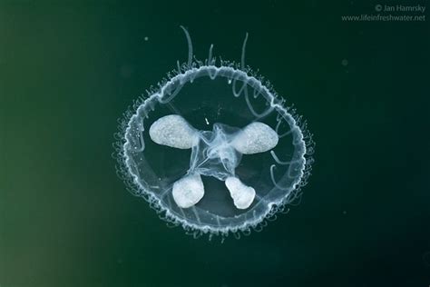 Lake Monitoring Volunteers Spot an Elusive Critter: The Freshwater Jellyfish! - Huron River ...