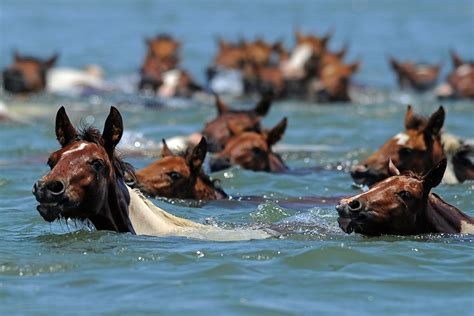 Chincoteague Pony Swim 2013: Assateague's Wild Horses Cross ...