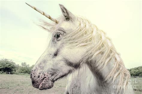 Unicorn Photography Realistic Digital Art by Marben - Pixels