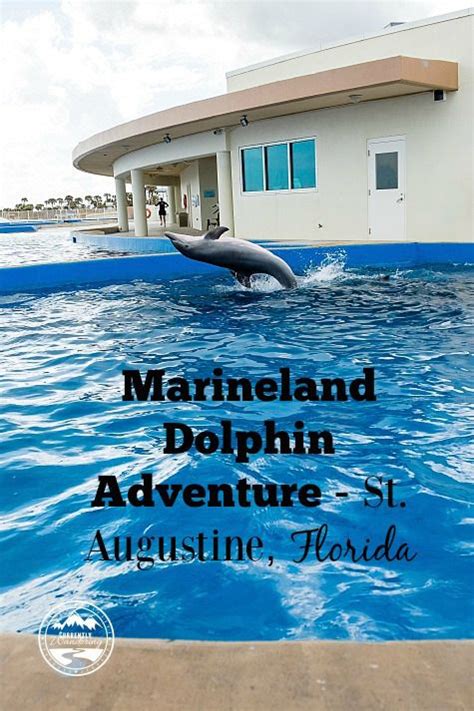 Our Dolphin Encounter at Marineland, Florida | St augustine florida ...