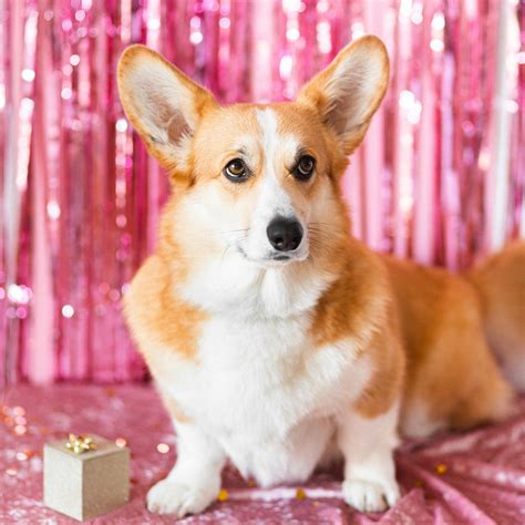 Best Corgi Party Ideas: A Pet Party Theme Fit For A Queen (Literally ...