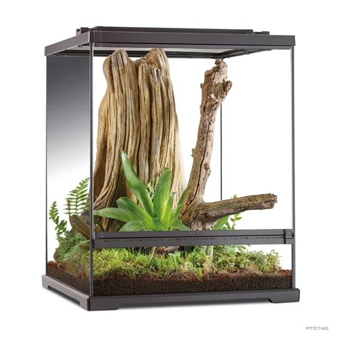 Tree Frog Terrarium - Frogs & Co