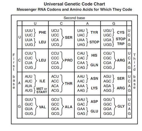 amino acid chart - Science with Gregory