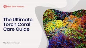 The Ultimate Torch Coral Care Guide | Reef Tank Advisor