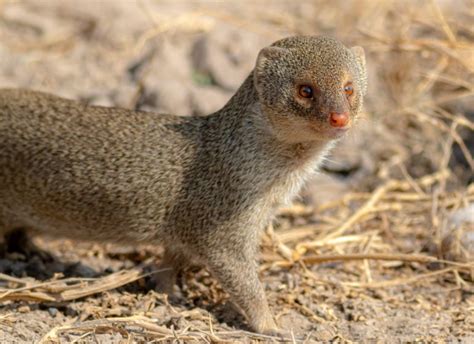 Hawaiian Mongoose: The Story of Failed Pest-Control