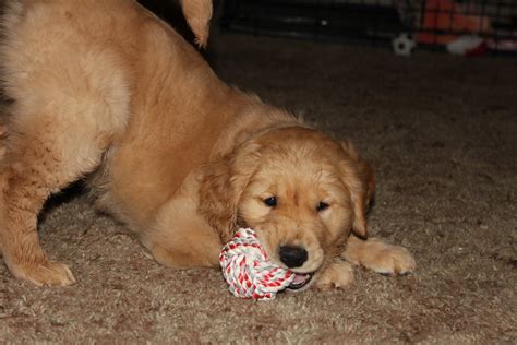 Flickriver: Searching for photos matching 'golden retriever playing'