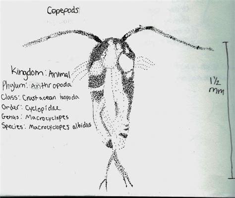 Copepoda