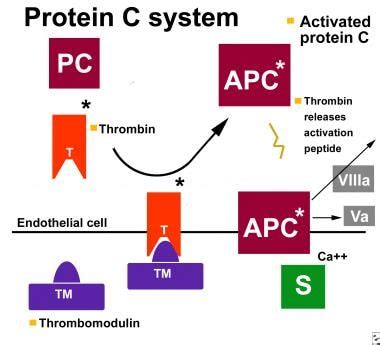 Protein S Deficiency: Practice Essentials, Pathophysiology, Epidemiology