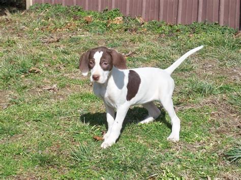 ENGLISH POINTER PUPPIES FOR SALE