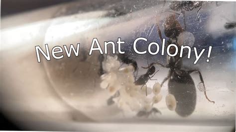 My new ant colony! - YouTube