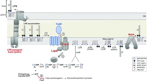 Modulation of LPS biosynthesis by YejM. The common precursor... | Download Scientific Diagram