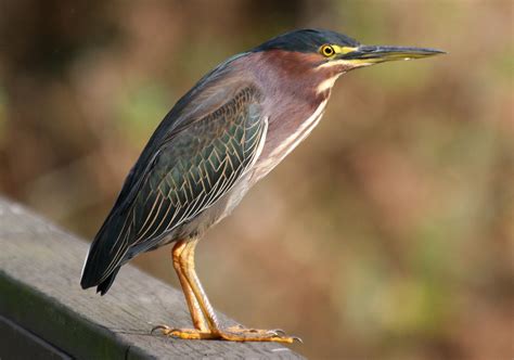 Butorides striata (Green-backed Heron) Американская зелёная кваква | Green heron, Heron, Pet birds