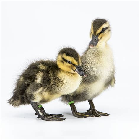 Ducklings: Rouen - My Pet Chicken