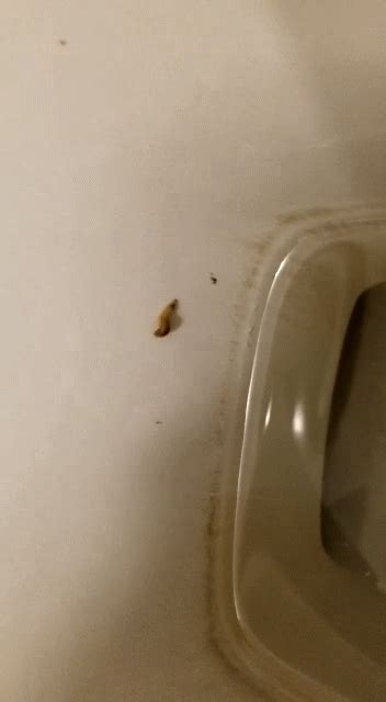 What is this worm that we found in our sushi?? Is it harmful? (Canada ...