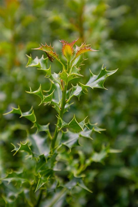 A Guide to Coastal Hedging Plants | Cullen Nurseries