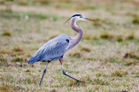 Great Blue Herons on Land | BirdNote