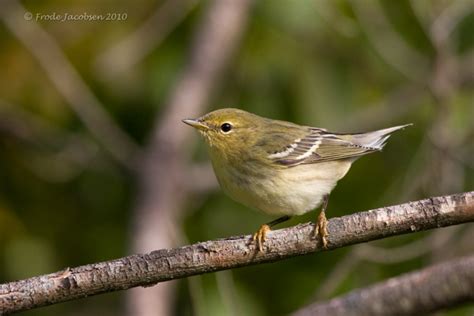 Frode's Photoblog: Warbler migration still going strong