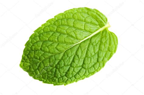 Mint leaf — Stock Photo © szefei #5582136