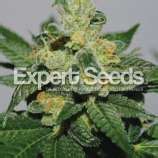 White Gold (Expert Seeds) :: Cannabis Strain Info