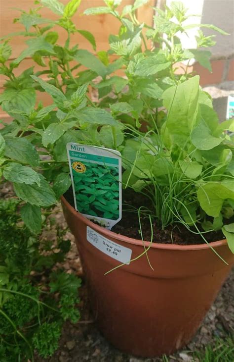 Choosing the Best Pots for Herbs (With Examples) – Gardener Report