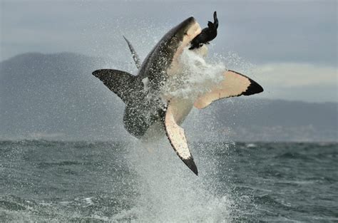 The Reason There Are No Great White Sharks in Aquariums