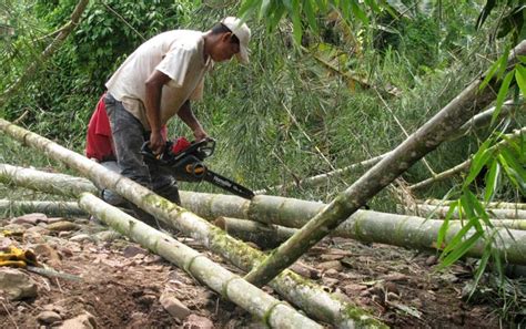 When and How to Harvest Bamboo? - Bamboo Bootcamp