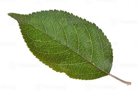 green leaf of apple tree 12022318 Stock Photo at Vecteezy