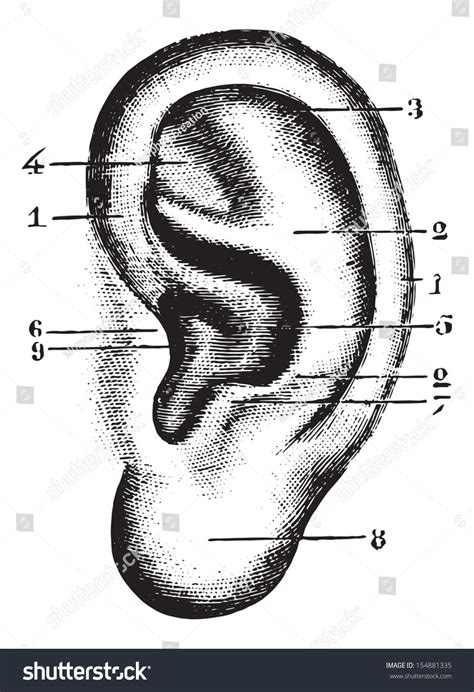 Anatomy of the Ear Diagram