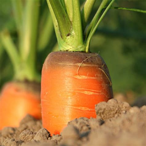 Carrot - sowing, growing, care and harvest (+ Video)