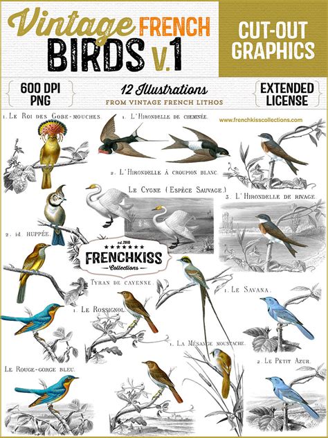 Vintage French Bird Illustrations Volume 1 - French Kiss Collections