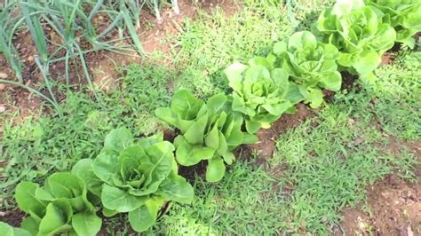 Harvesting Romaine Lettuce - YouTube