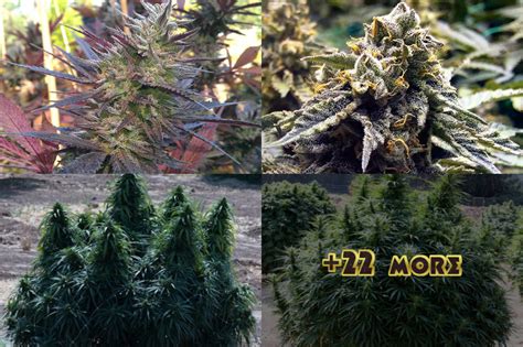 TOP 25 BEST INDICA STRAINS 2020 | Mold Resistant Strains