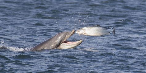 Bottlenose Dolphin Eating Salmon - Scotland #36 Photograph by Karen Van ...