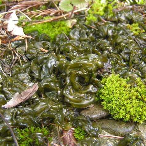 Nostoc: A Green Jelly Growing On Your Lawn – The Turfgrass Group Inc