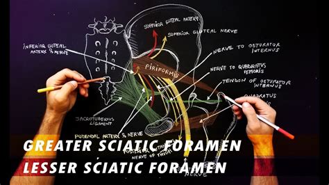 Greater Sciatic Foramen