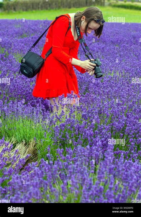 Woman in red coat walking through colourful lavender fields at Cotswold lavender near Broadway ...