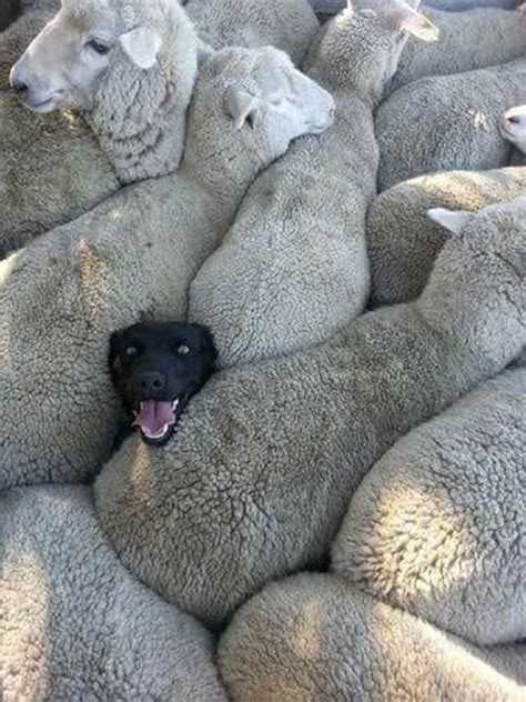 Sheep Dog Images ~ Angry Sheep Dog Stock Image | kolpaper