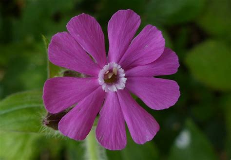 Red Campion Seeds - Jubilee Seeds & Turf