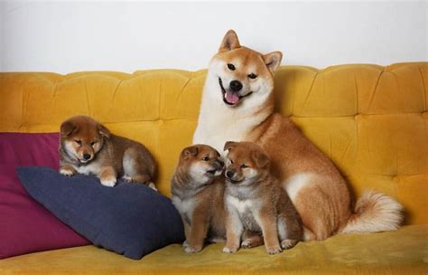 The Shiba Family : r/shiba